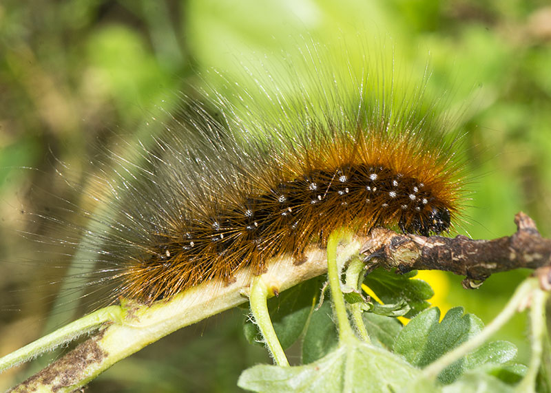 Bruco da determinare - Arctia caja, Erebidae Arctiinae